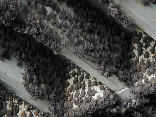 The Bats of Austin, Texas // North America’s Largest Urban Bat Colony